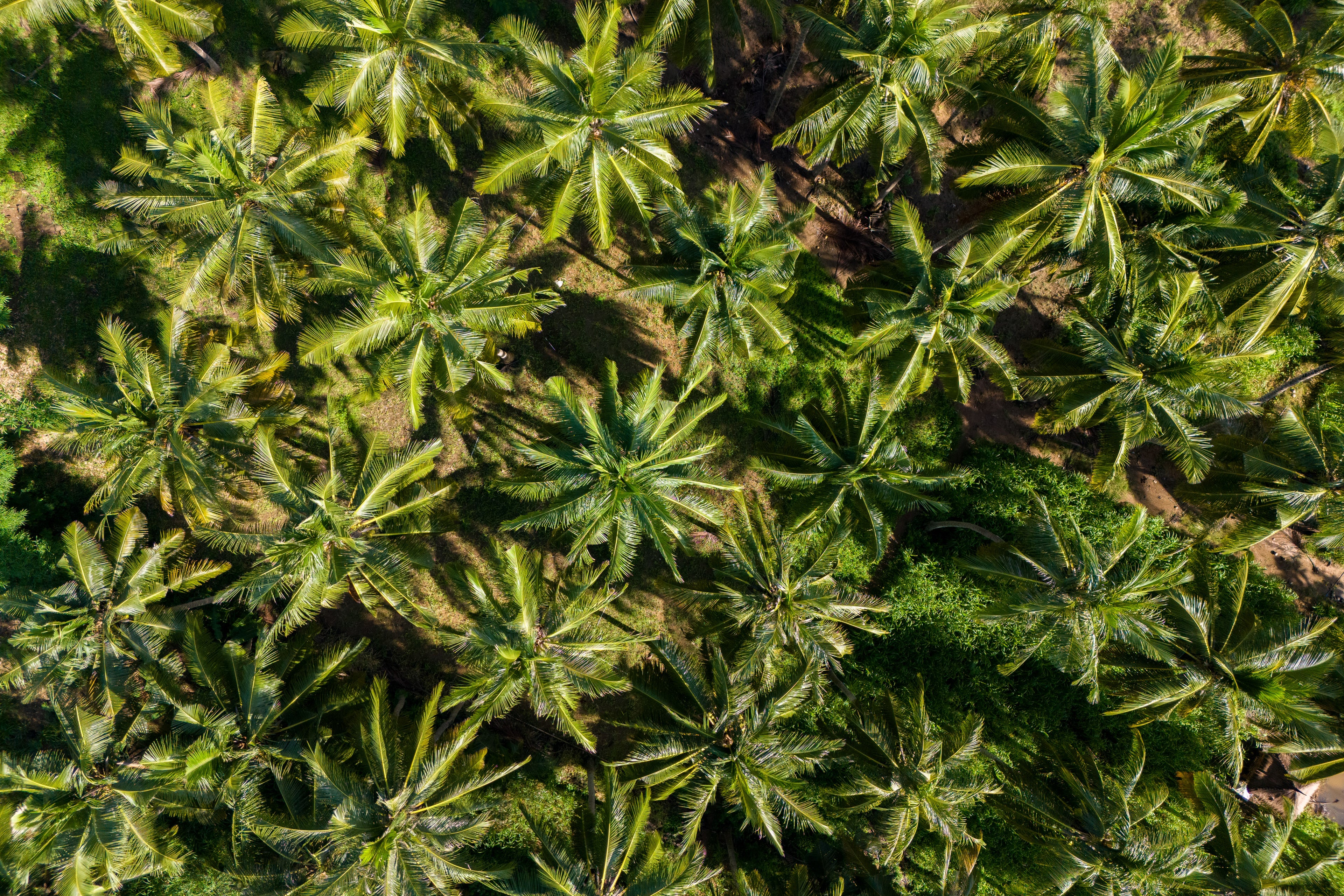 Palm Paradise - Premium Glass