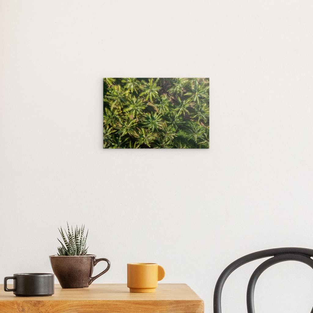 Palm paradise diband