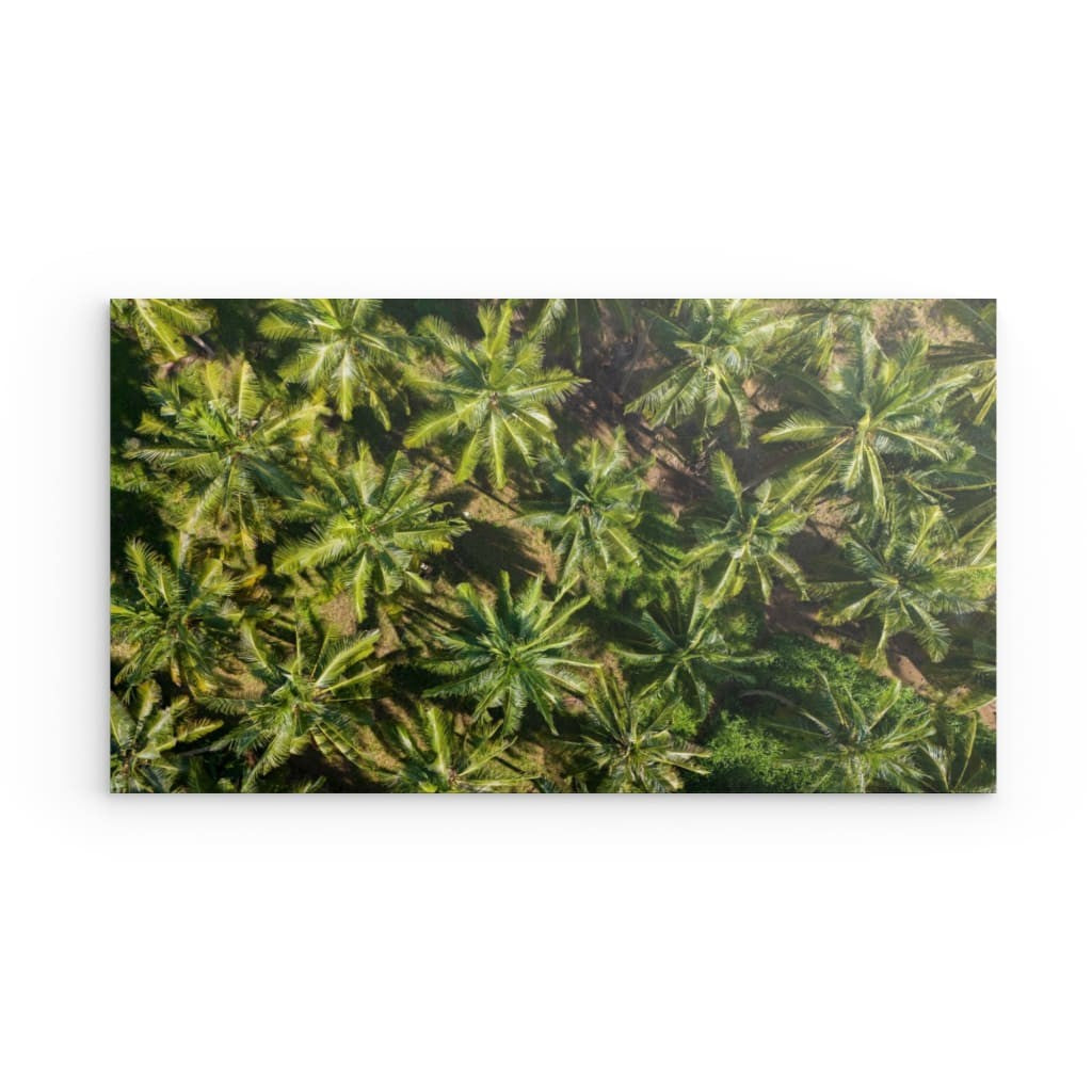 Palm paradise diband