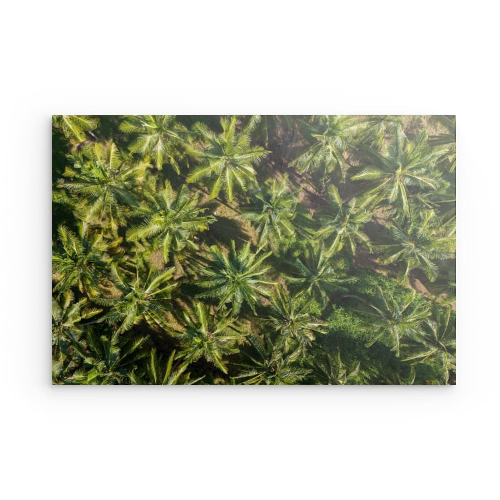 Palm paradise diband