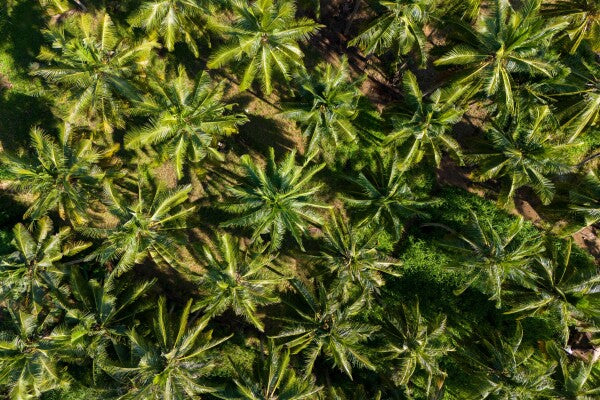 Palm Paradise - Glas