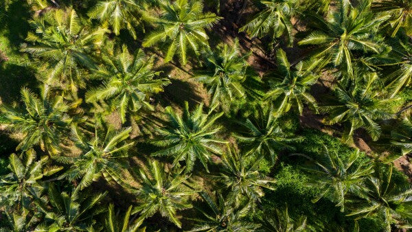 Palm Paradise - Glas