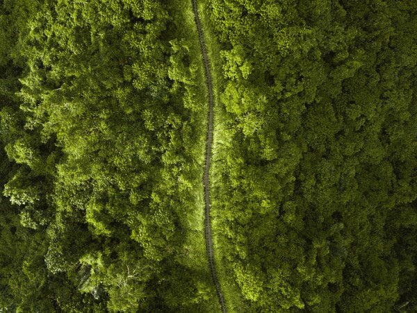 Jungle Roads - Premium Glass