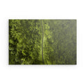 Jungle Roads - Dibond