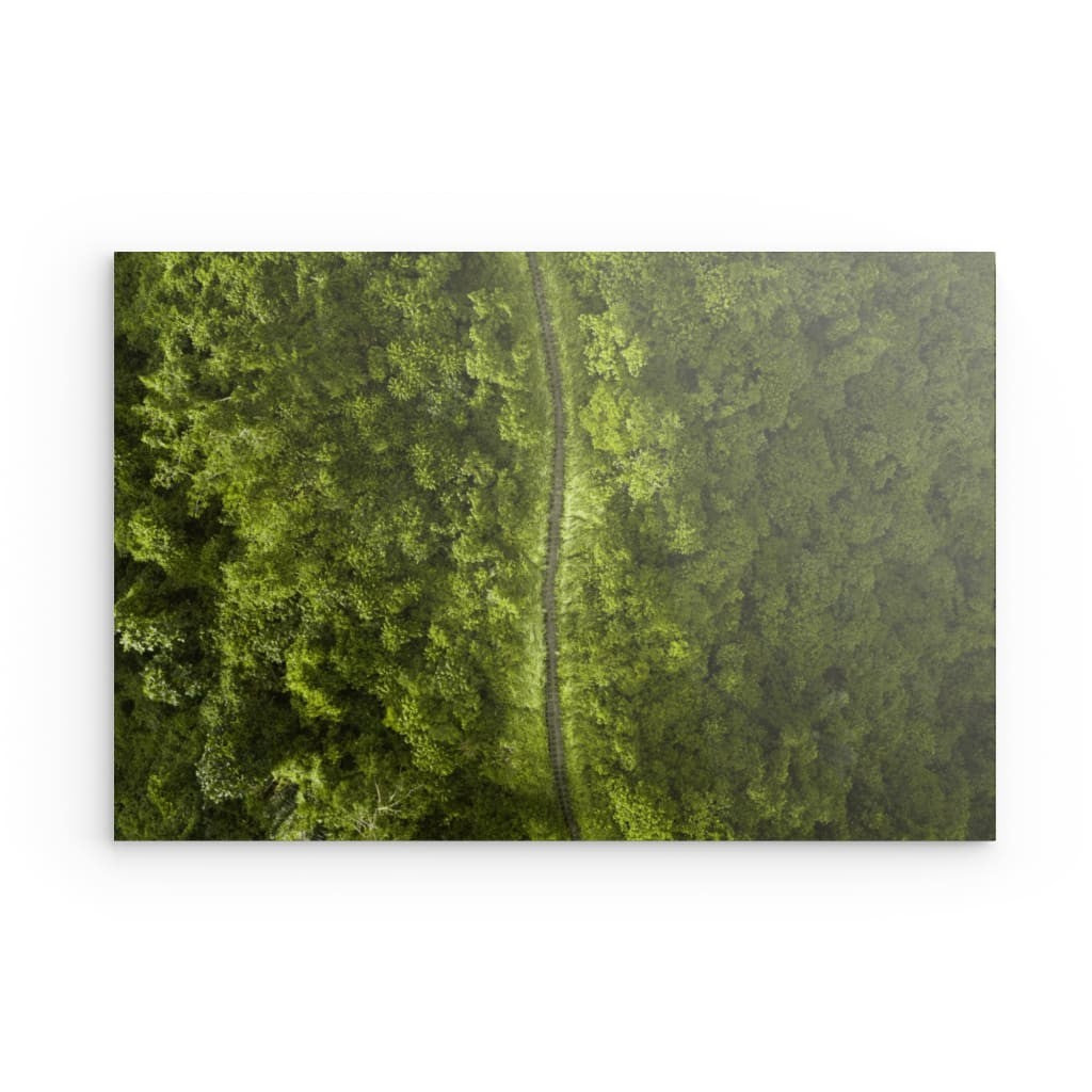 Jungle Roads - Dibond