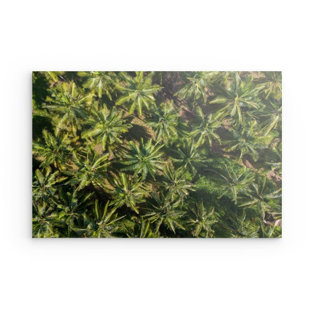 Palm paradise - Dibond