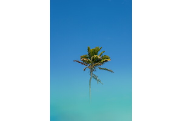 palm - Dibond