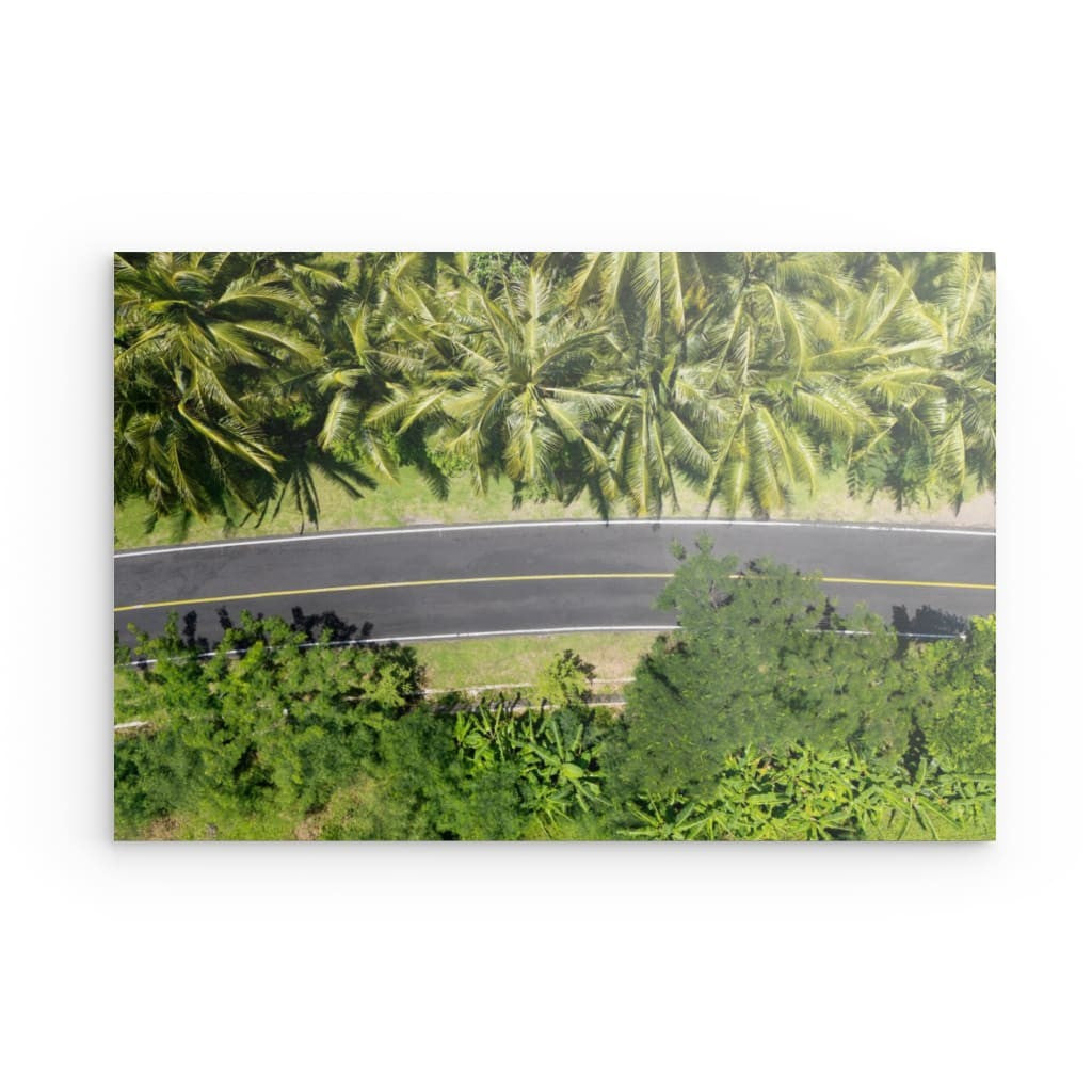 Palm Road - Dibond